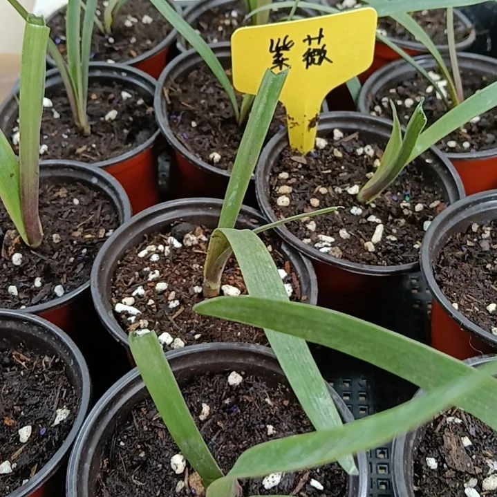 无花朵紫薇1+发一个