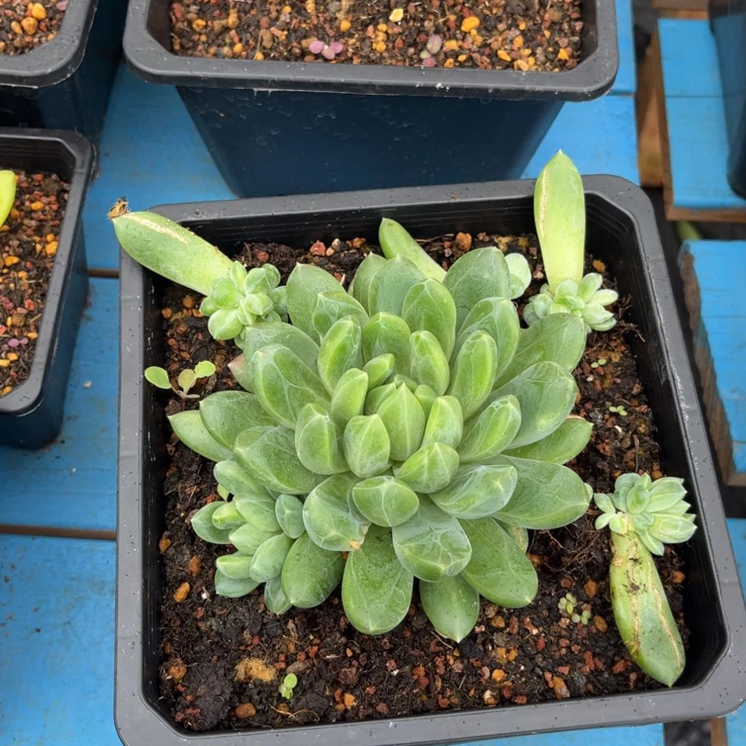 黛拉多肉植物单头