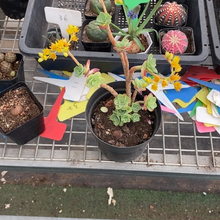 Y*W伯克利和格蕾纳等著名音乐