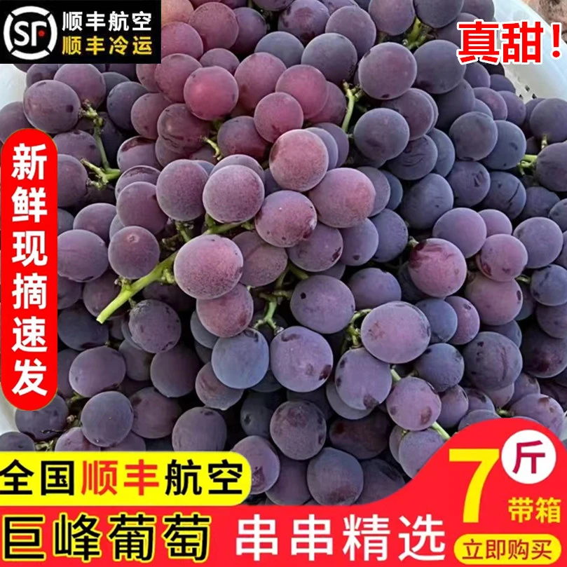 正宗浦江巨峰葡萄自种当季新鲜水果产地直发整串鲜甜整箱送礼包邮