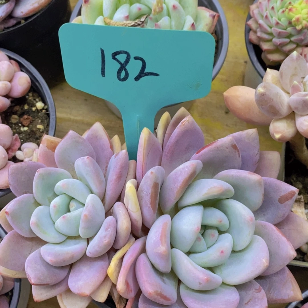 清货场，精品场一物一拍