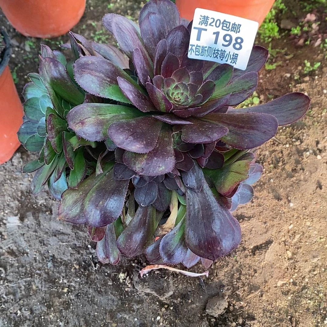 198花月夜有砍多肉