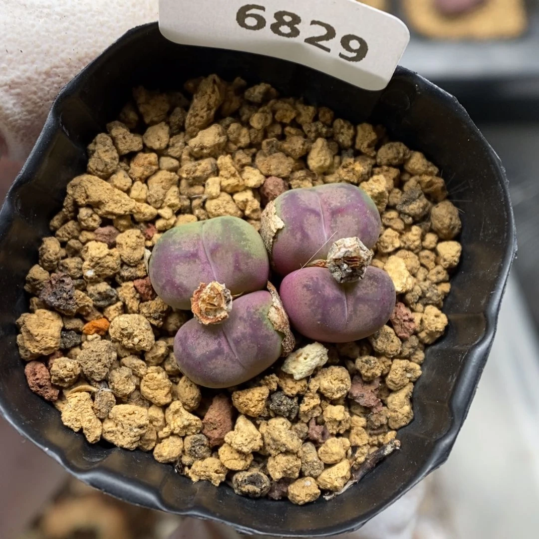 多肉植物肉锥杂交K-6829