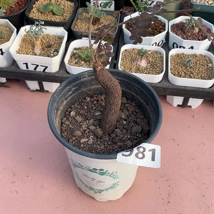 981列加漆树块根，