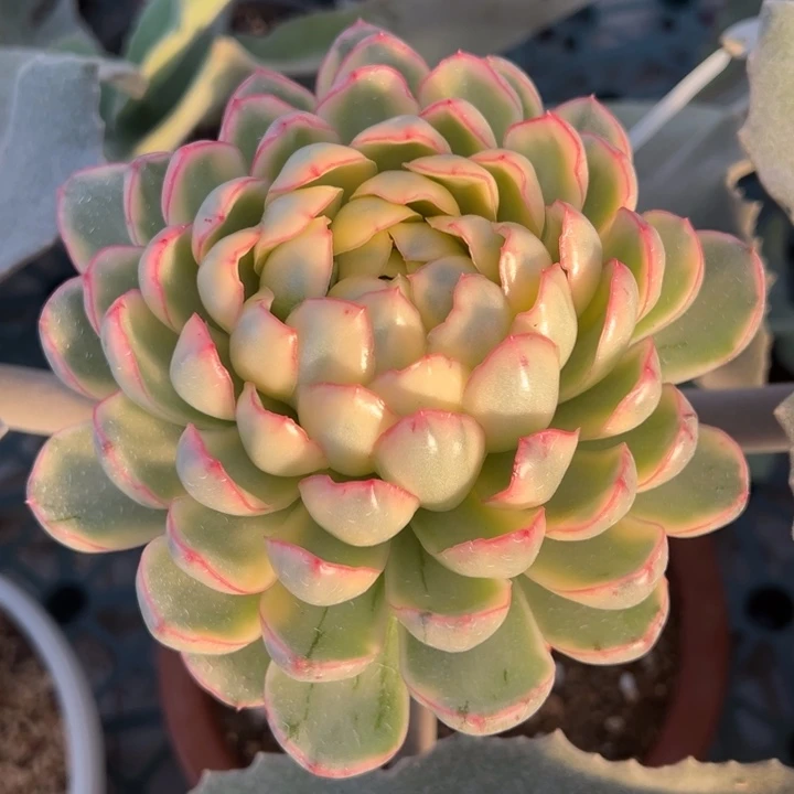 黄东云锦一物一拍头盖