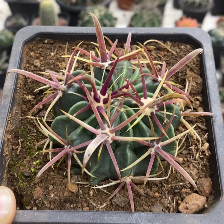 实生宽刺日出特价