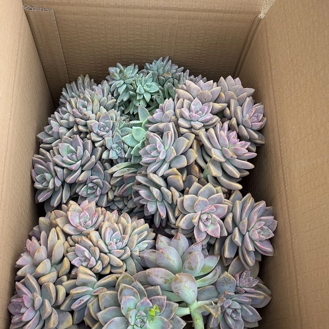 我***多23号淡雪断枝断头不售后