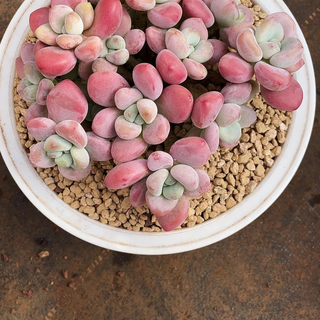 佳***齐佳齐姐多肉链接的时候