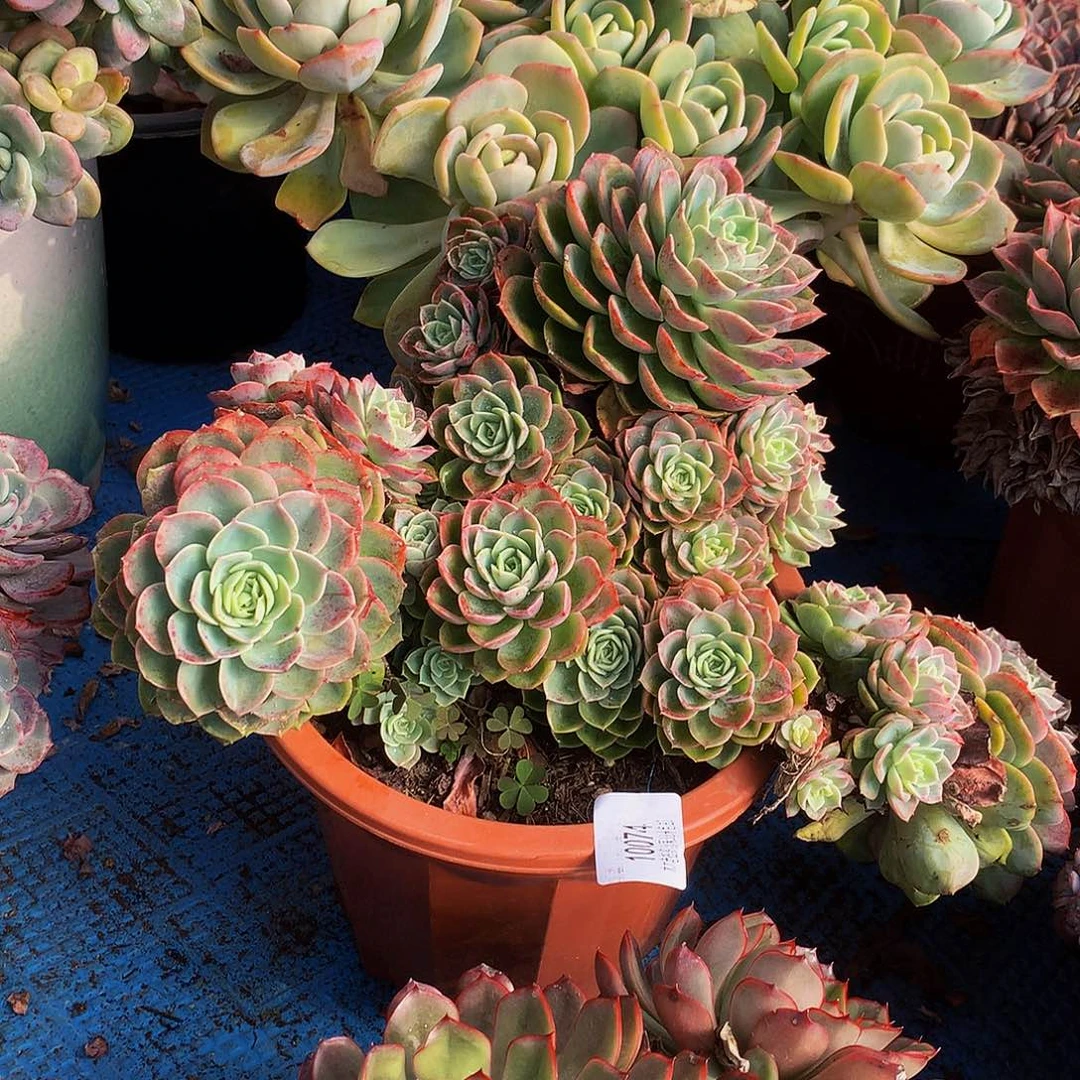 冰***凝    哈密瓜多肉10074