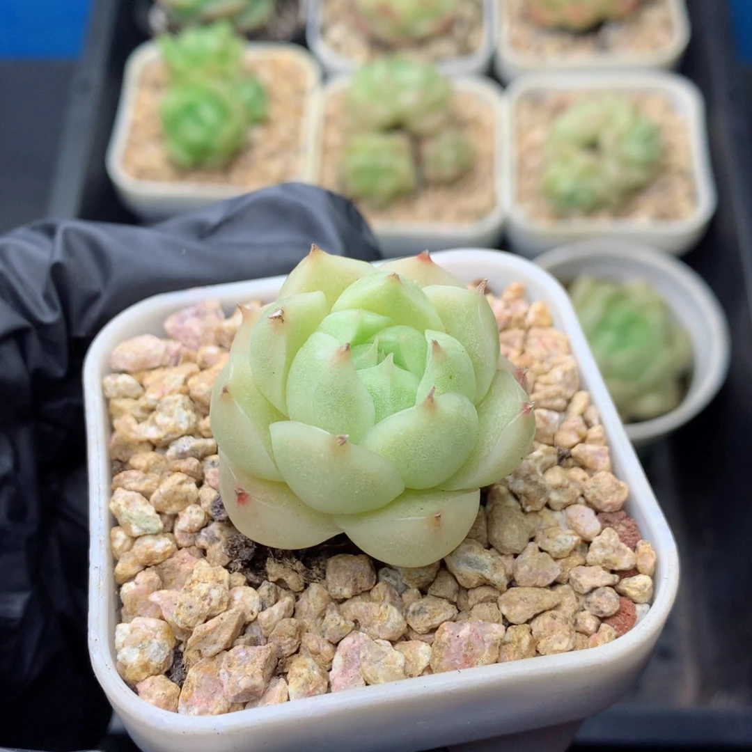 58包邮  群生不包整 22