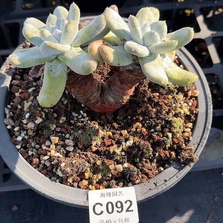 拇指仙女杯多肉植物