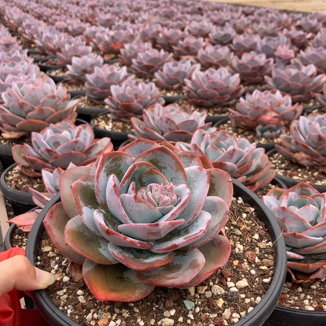 布鲁蓝单头随机发一颗