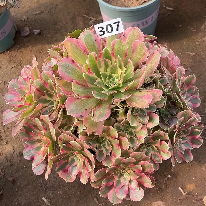 多肉植物布加迪307