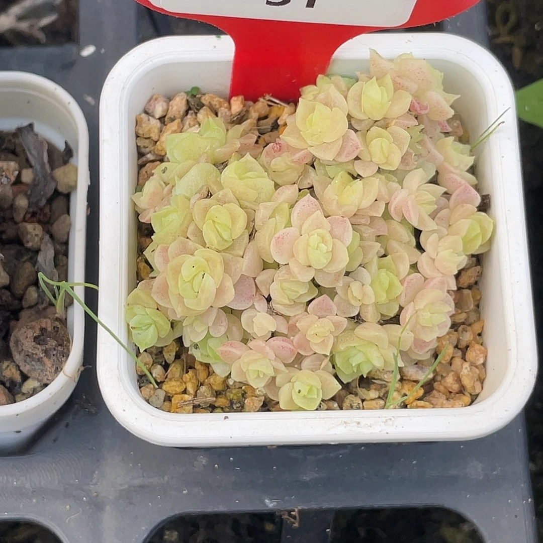萌肉小筑0718-31麦秆