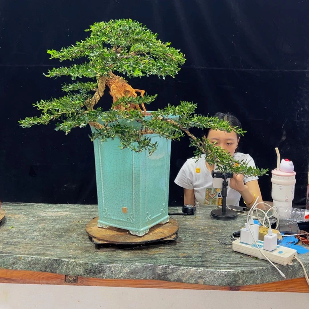 无花朵广东黄杨四季常青