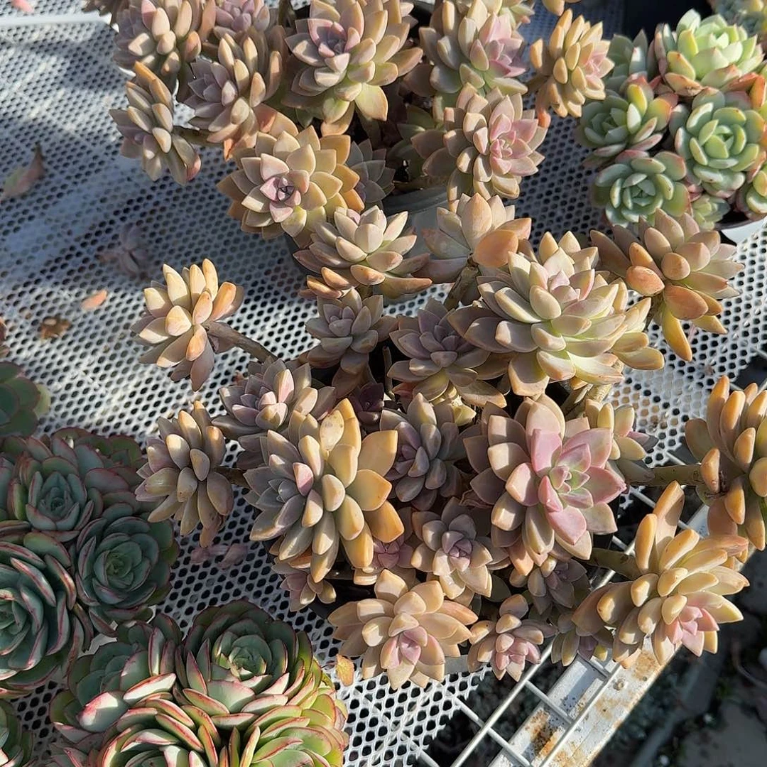 大号淡雪多肉植物