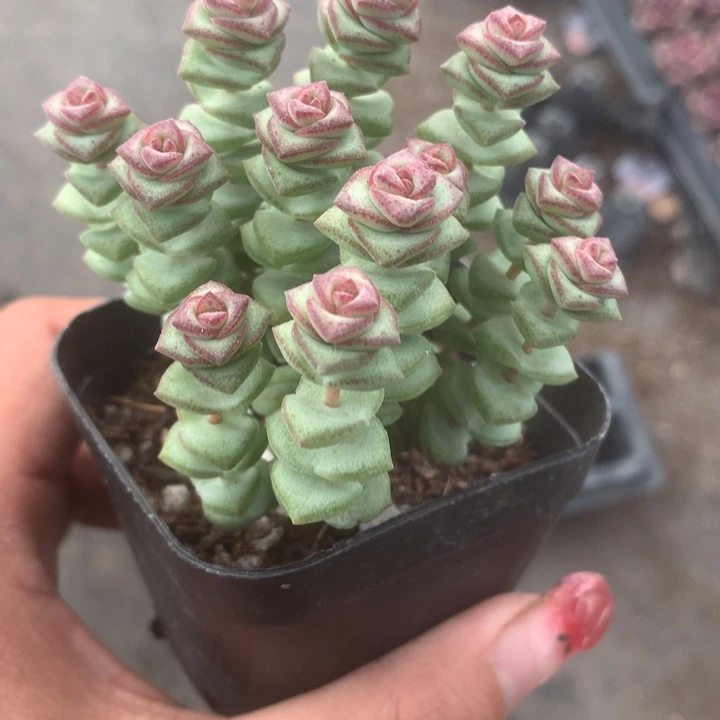 钱串（满9.99包邮不满9.99发叶子）