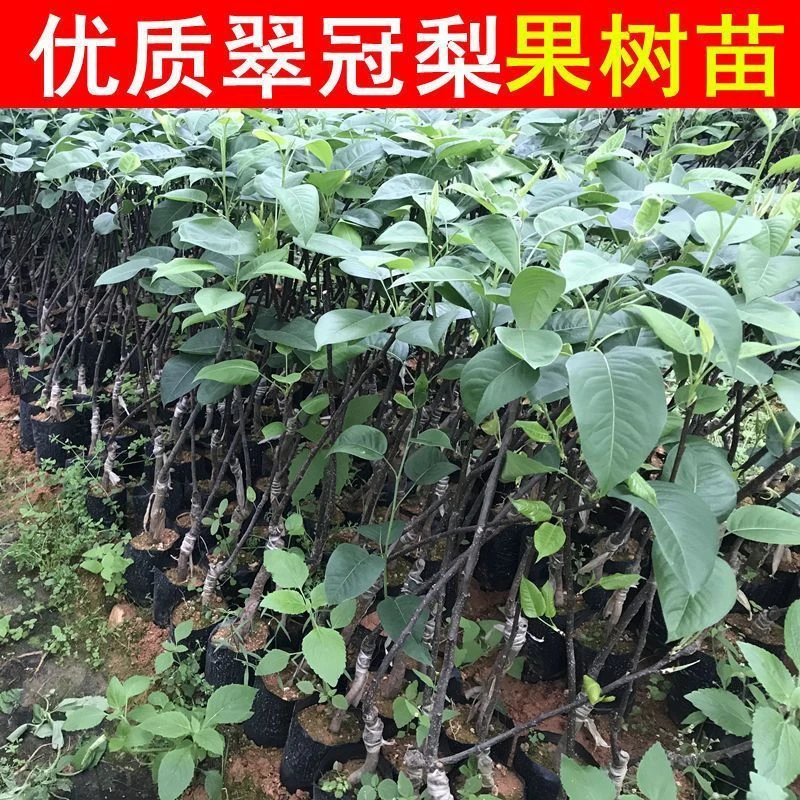 阳光果园:脆冠梨品种苗,南北方庭院种植基地栽培种植
