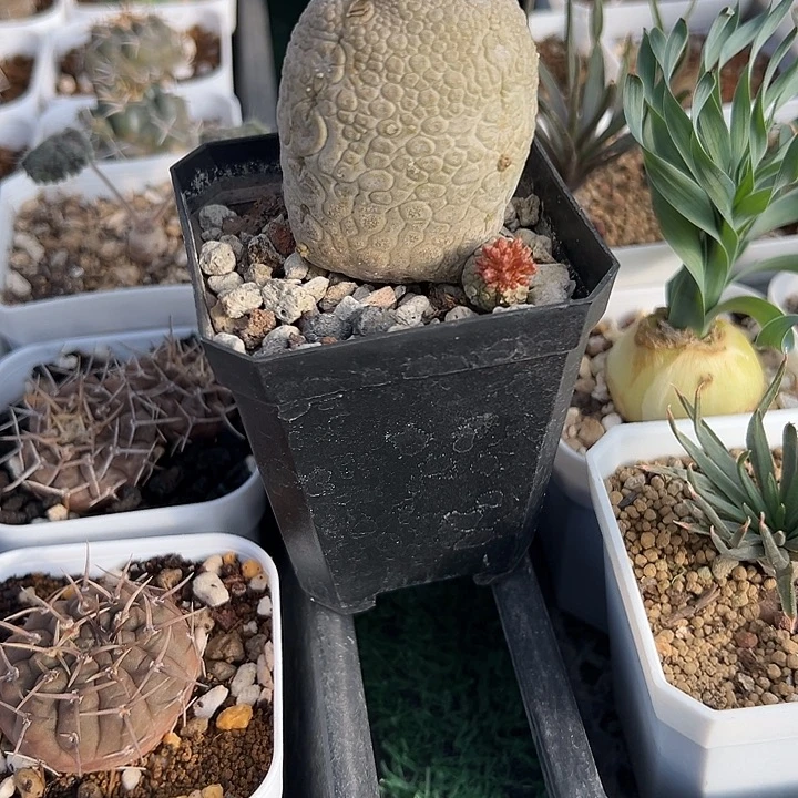 凝蹄玉，一物一拍，带盆