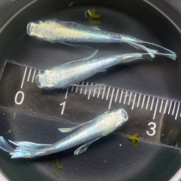 海水鱼天使之翼56号
