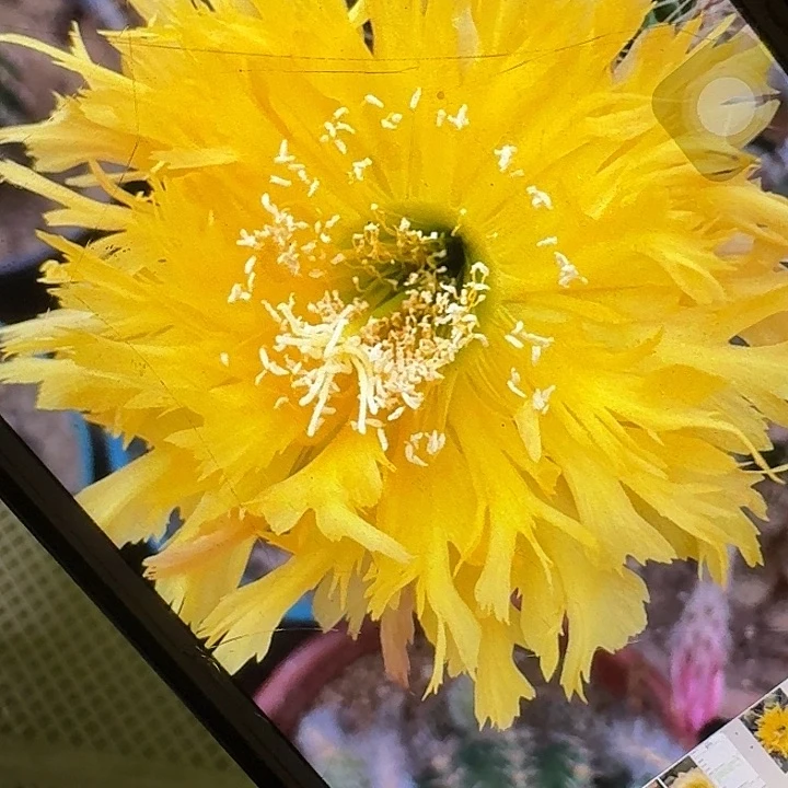 黄锯齿侧芽5公分毛花柱