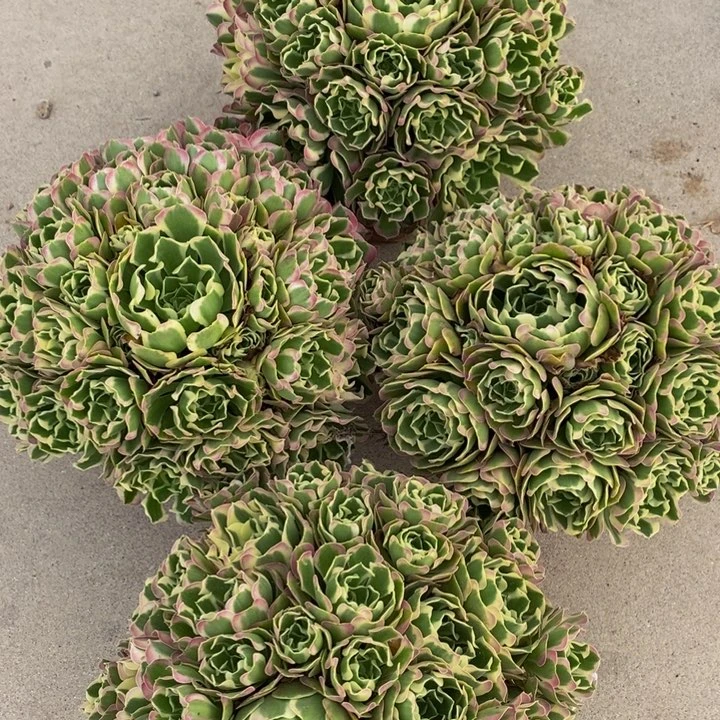 白凤多肉多肉1颗多肉