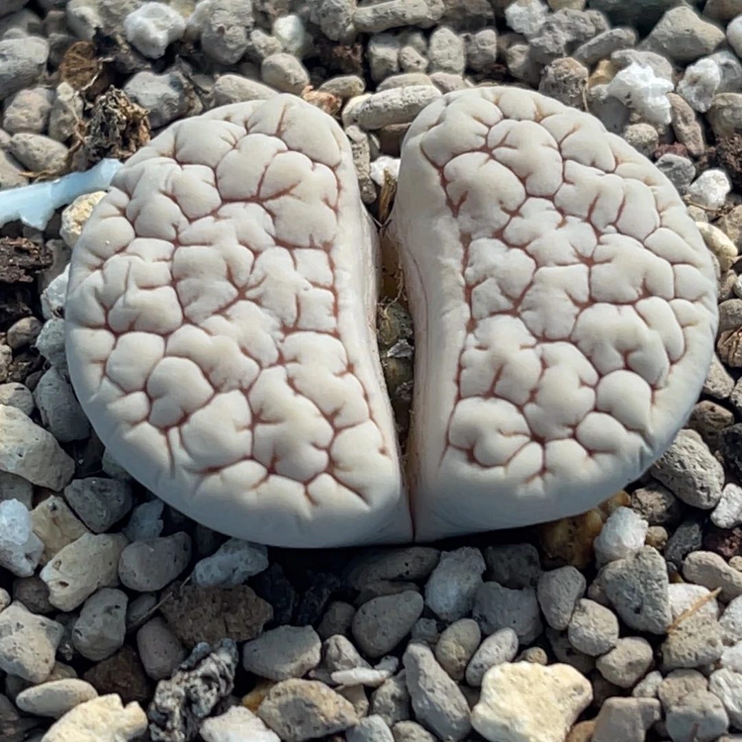 7265白底凹凸脑纹189一颗