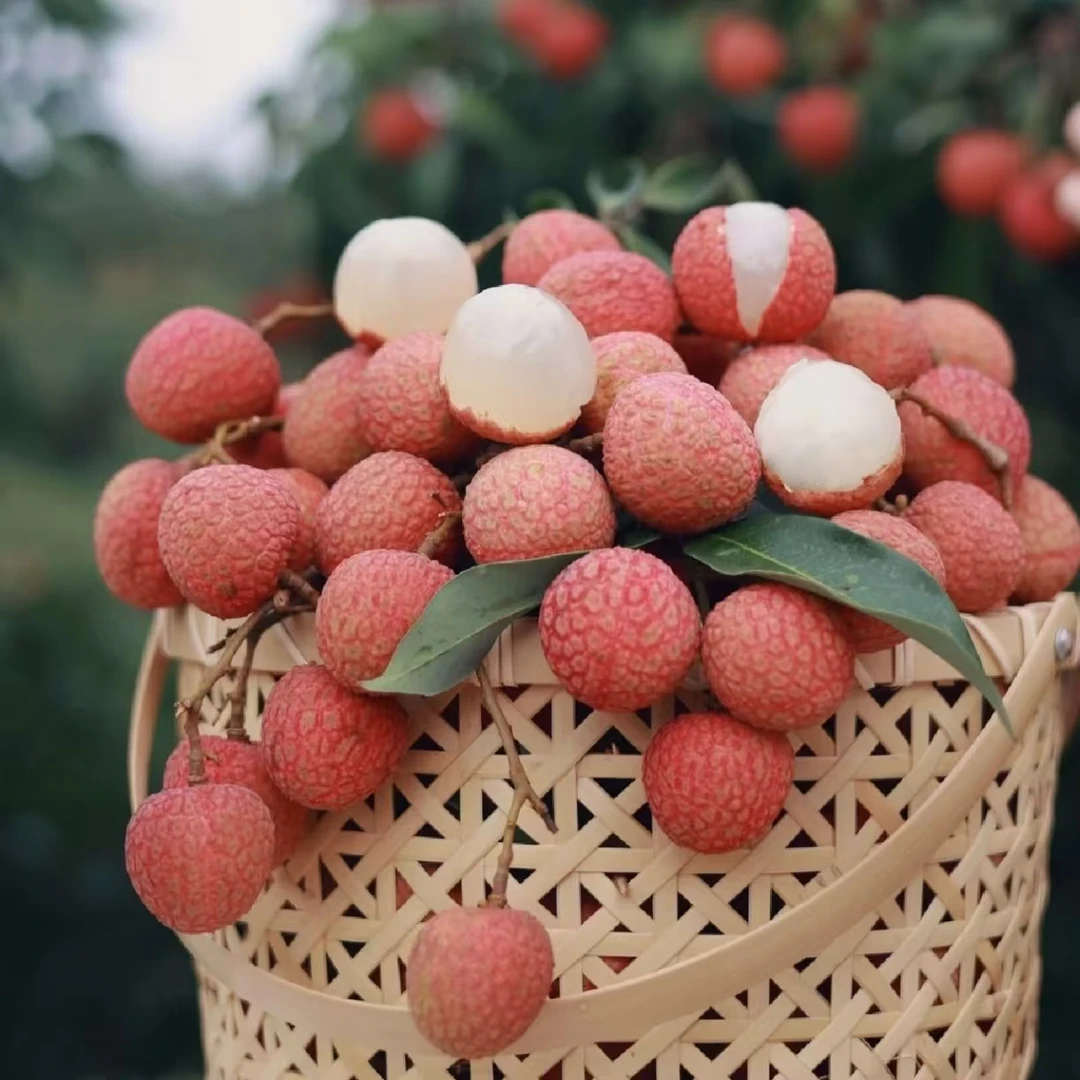 [顺丰/京东冷链]高州白糖罂 纯甜无酸新鲜现摘5斤包邮