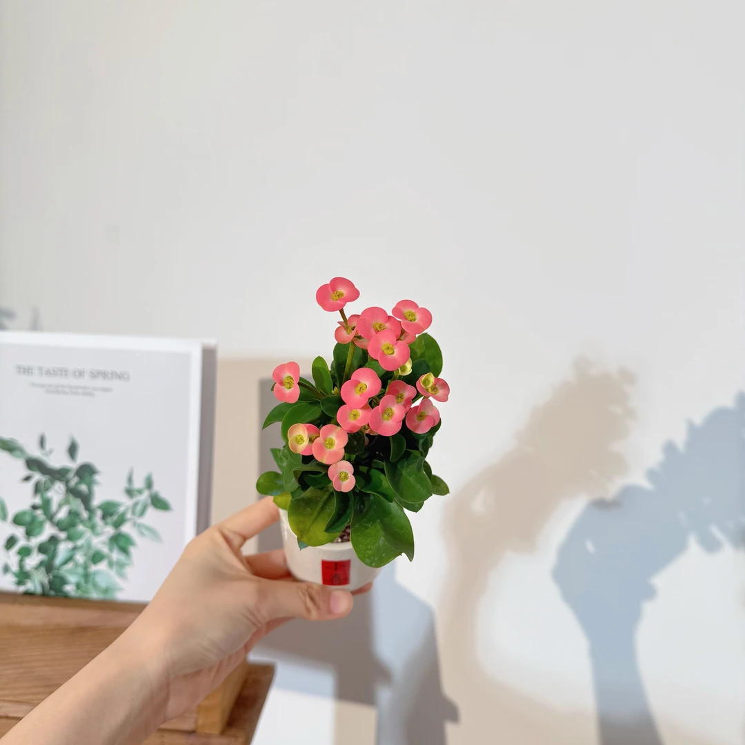 粉安妮桌面绿植室内好养小盆栽加赠小喜圆筒陶瓷盆带花