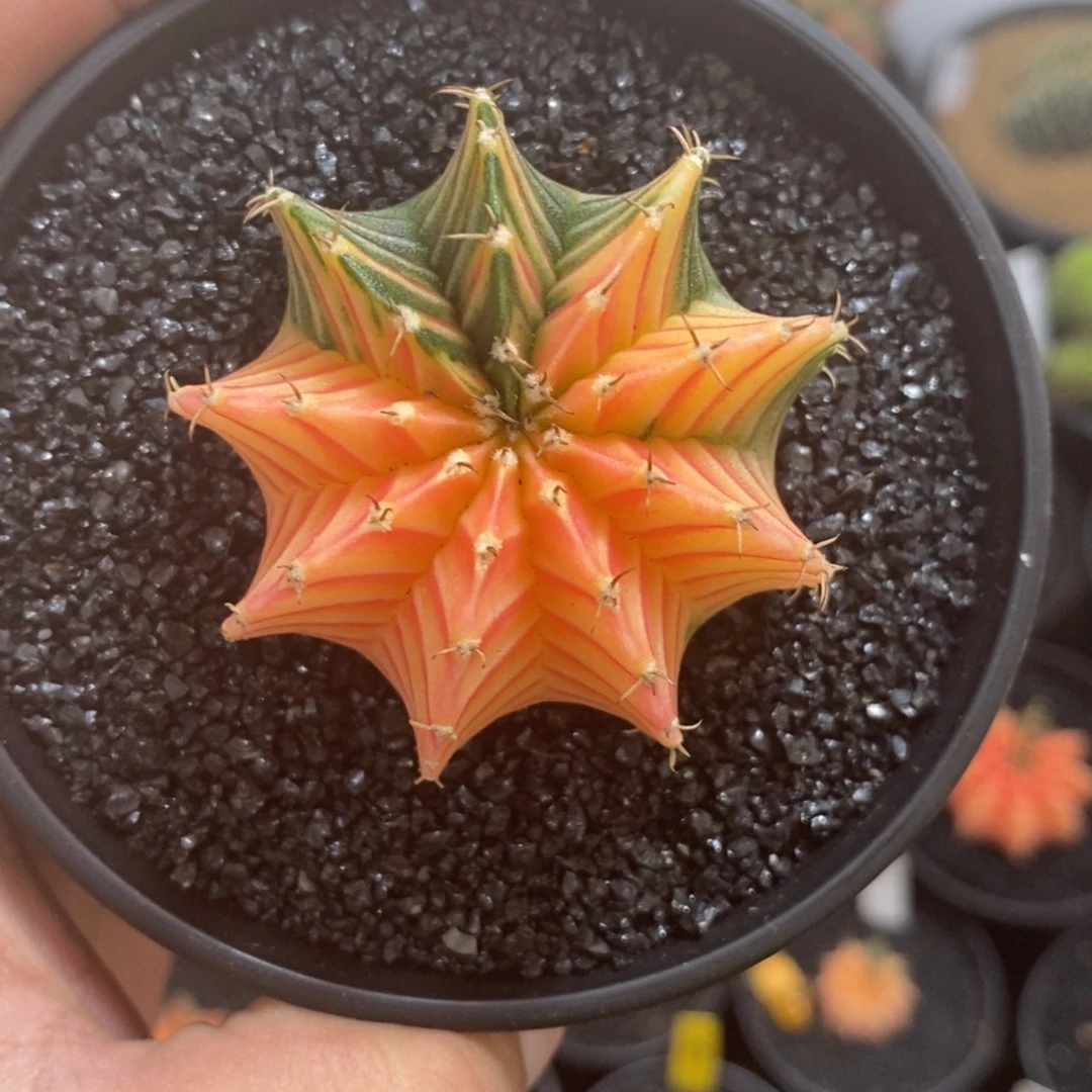 泰系肋骨锦——带盆土发货21