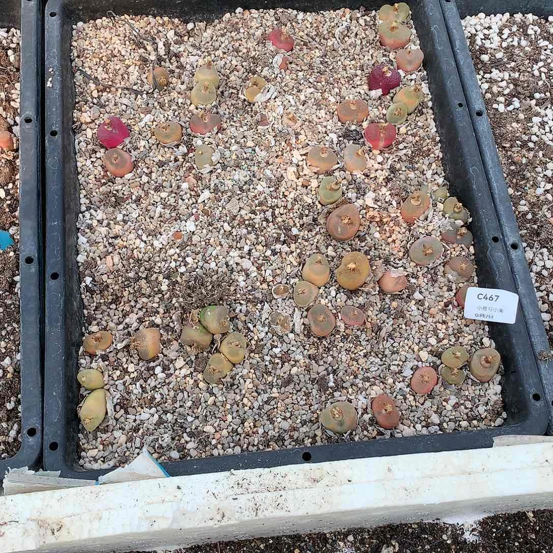 指***沙C467多肉植物保护