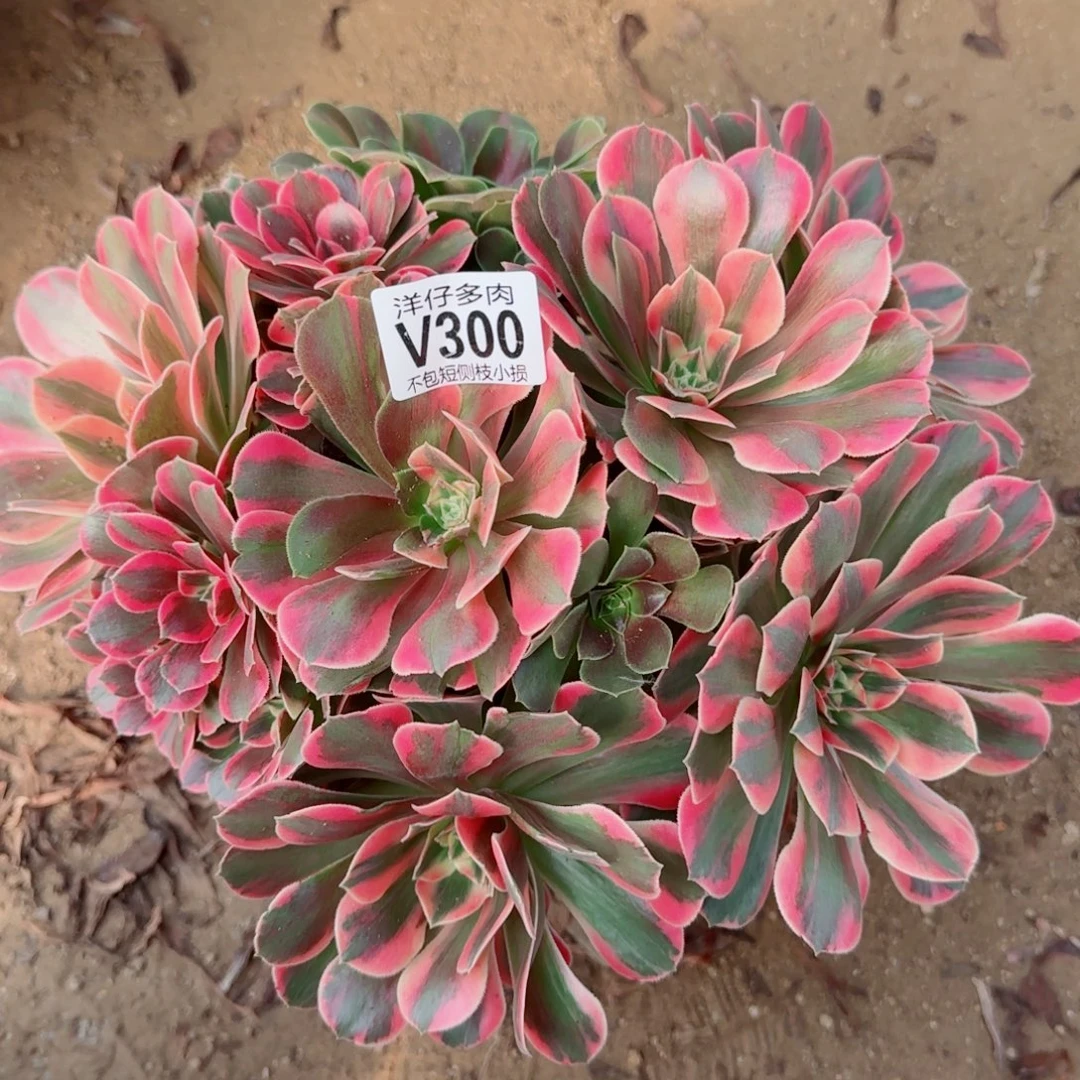 女妖发师300冠幅26