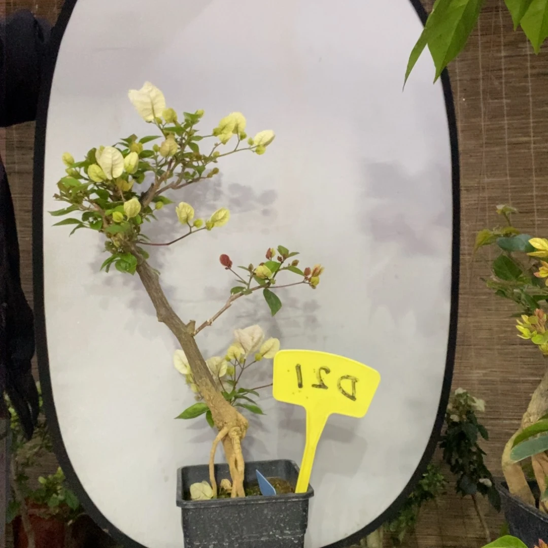 俊*三角梅红樱D21