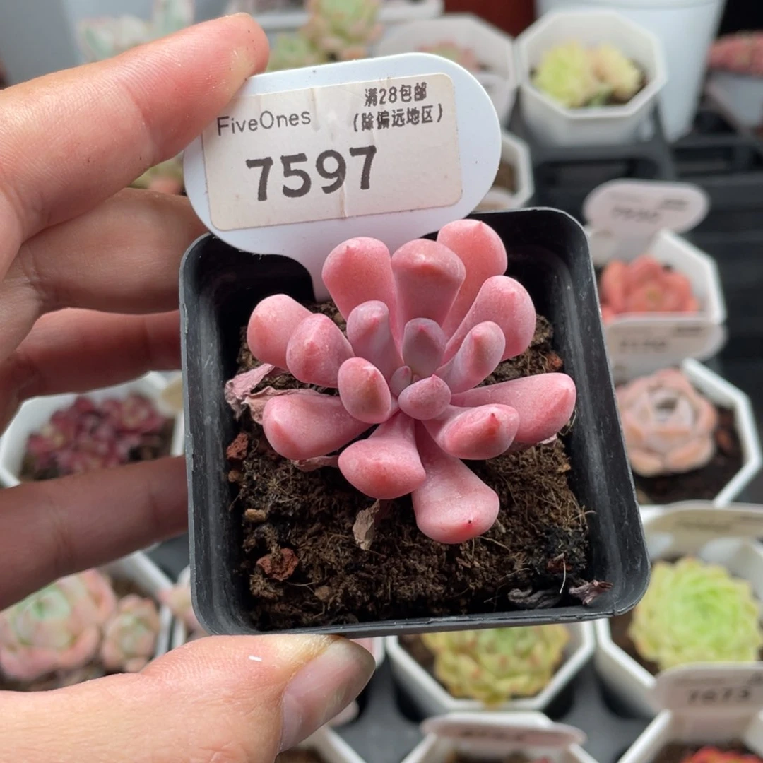 丘比特7597-4.5厘米