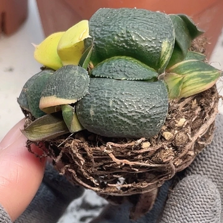 一物一拍竞拍福利拍