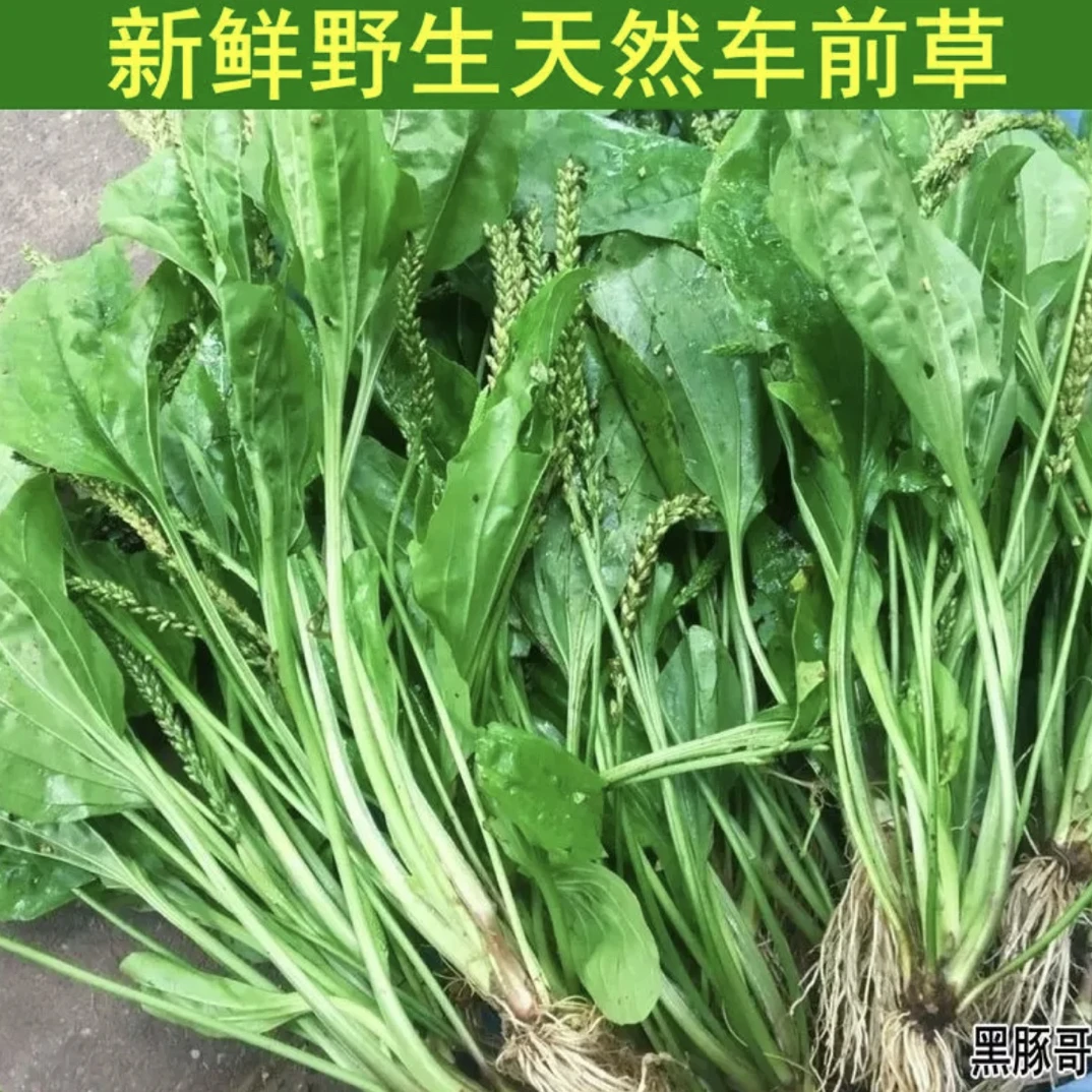 深山现挖新鲜车前草蔬菜纯天然正宗整株带根车前子车轮菜车轱辘菜
