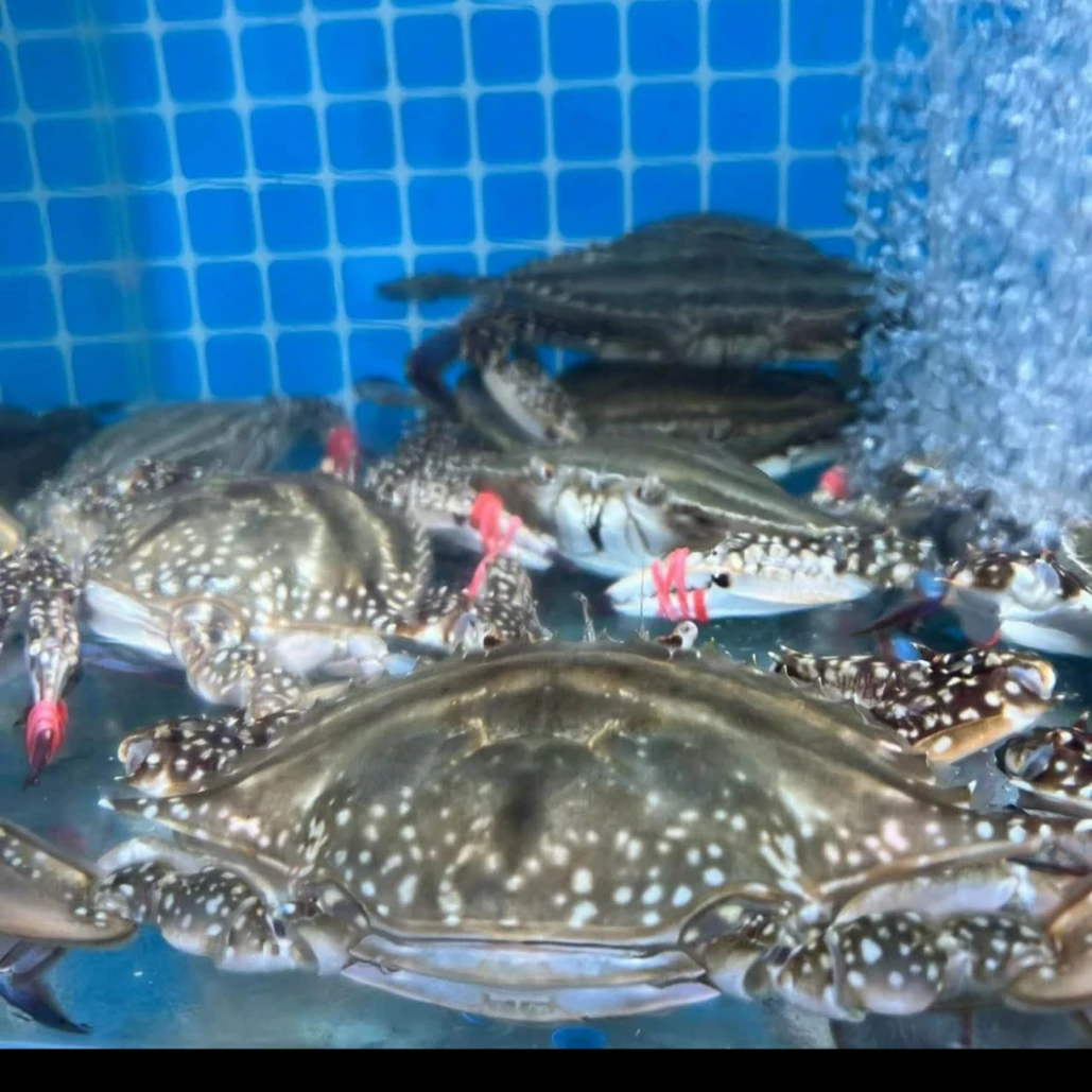 巨无霸蟹！三点黄！大连本地海洋岛母飞蟹【保鲜不保活】梭子蟹只两斤