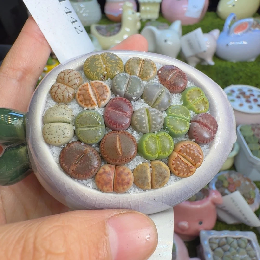 湖***雪多肉植物福利冲653