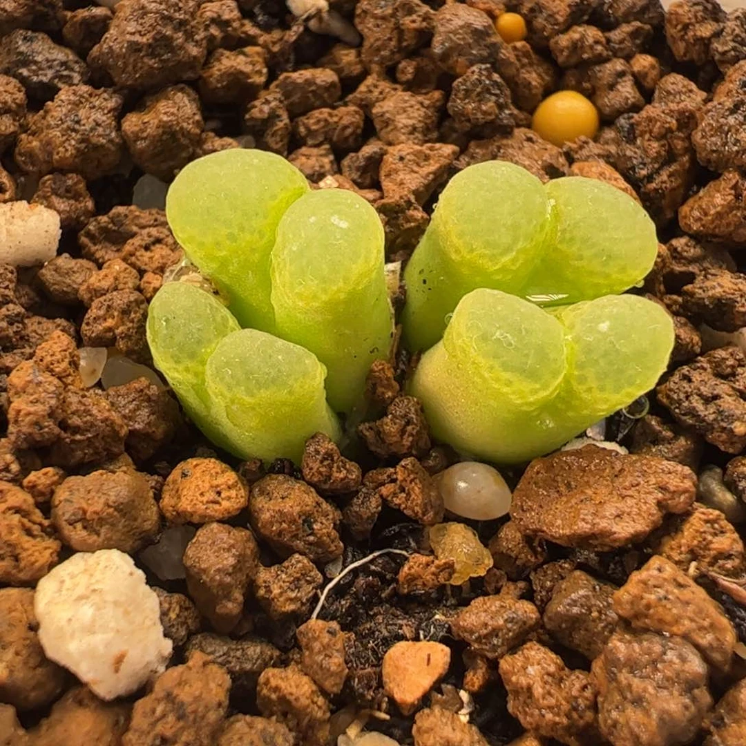 064多肉植物百科