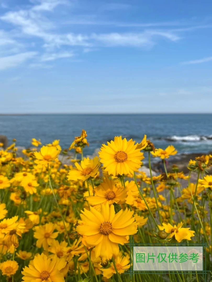 【金鸡菊报晓】小皮桶12盆  多年宿根庭院盆栽地栽