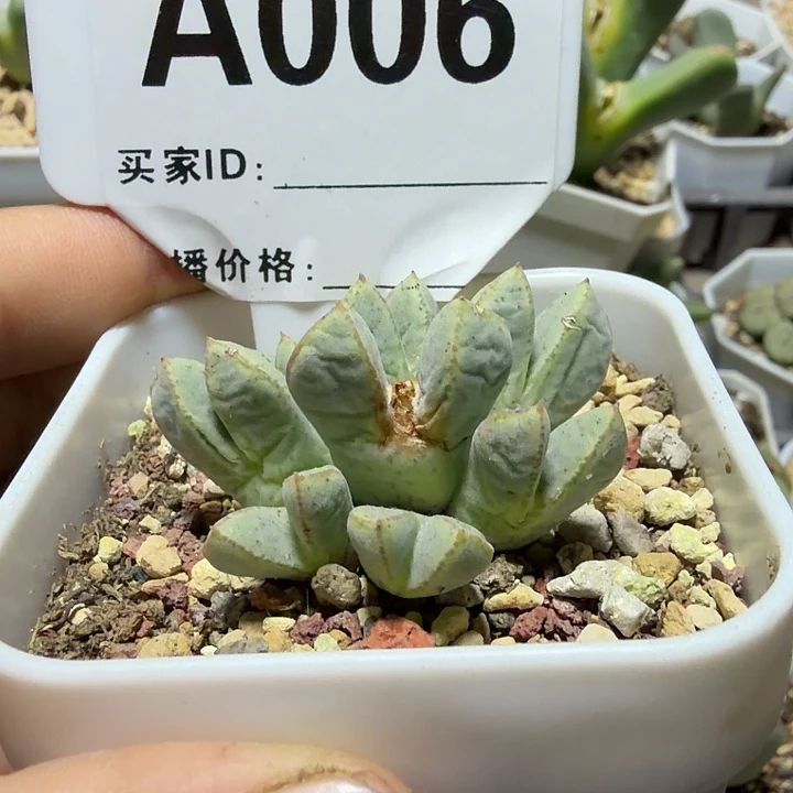 小***唧006。多肉植物和植物等植物