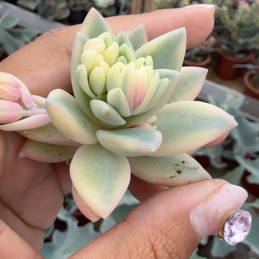 一根的价格钻石溜溜球