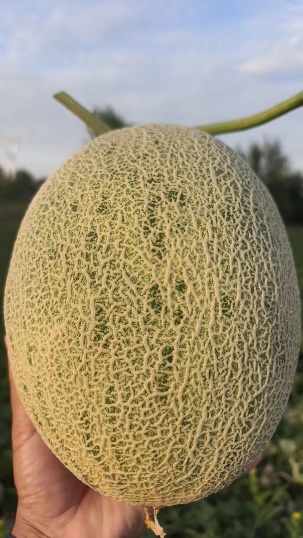 新疆哈密瓜品种名苦豆蜜瓜顺丰包邮一箱3到4个装20斤毛重哈密发货