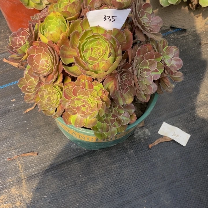 335花月夜多肉植物法师