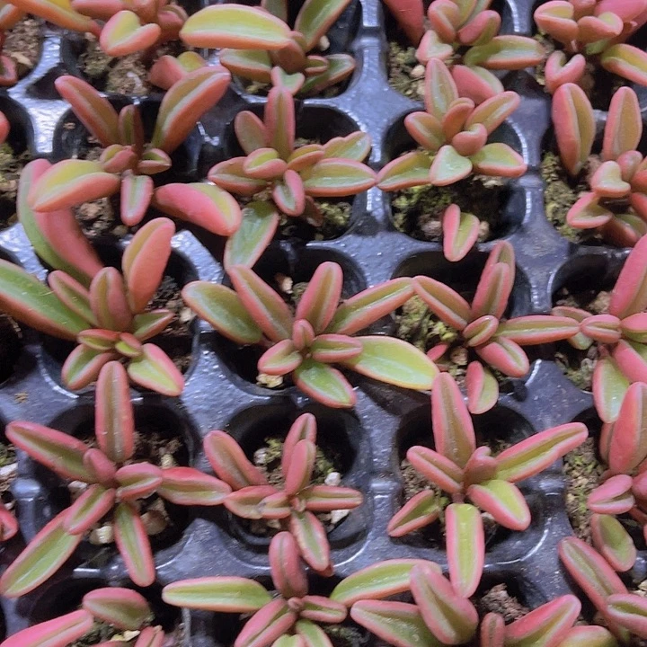 精品红背胶草多肉植物