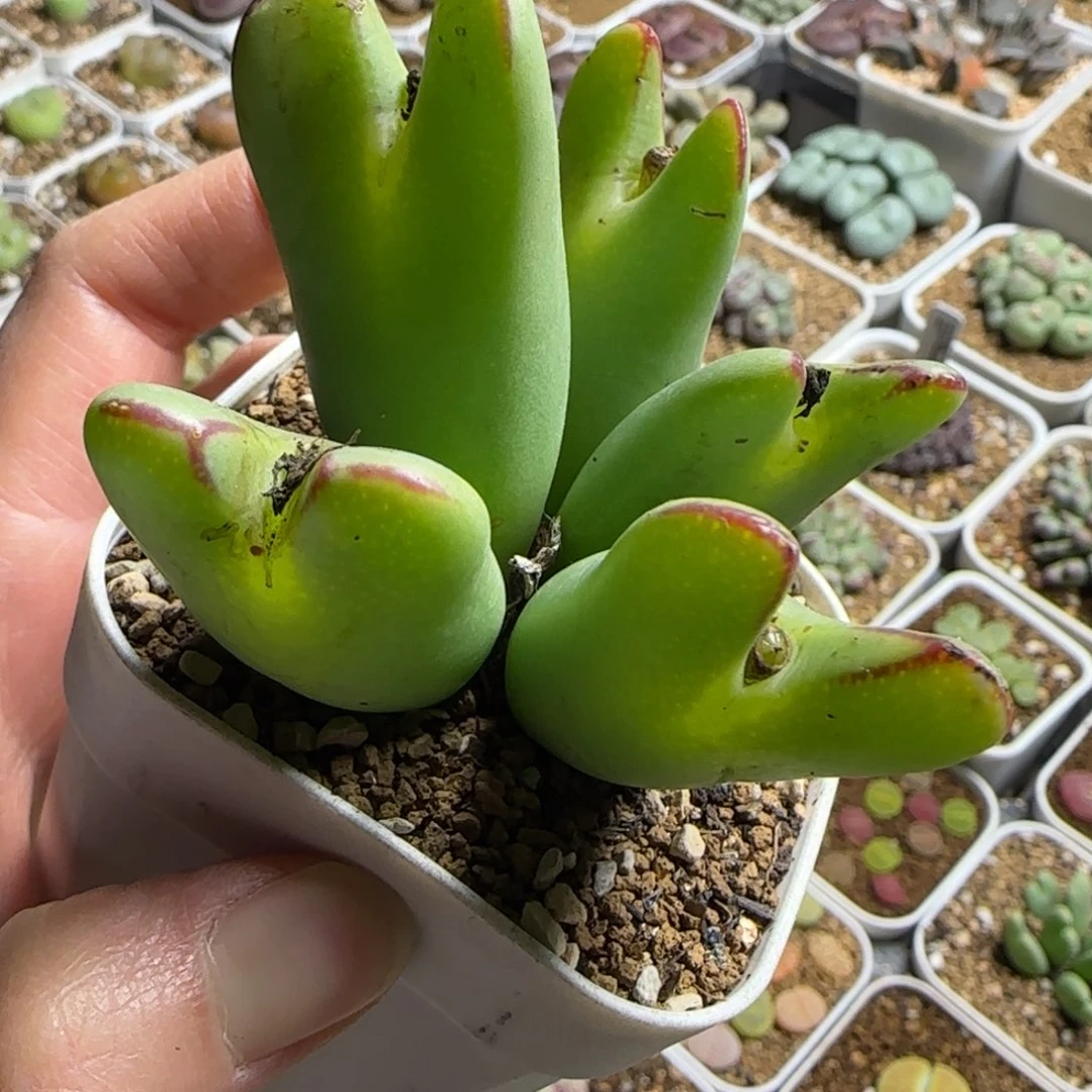 巨匠多肉植物百科