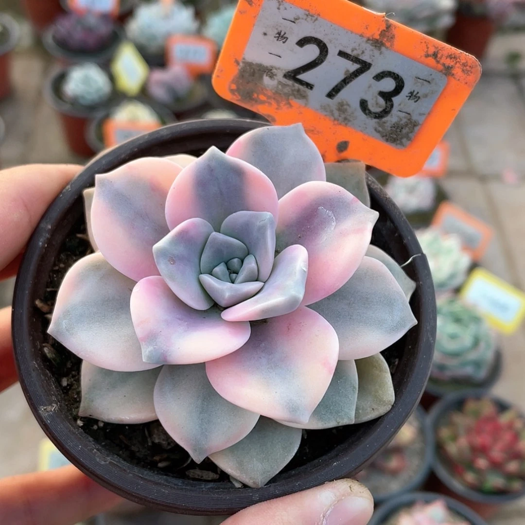 【闪购商品】273号