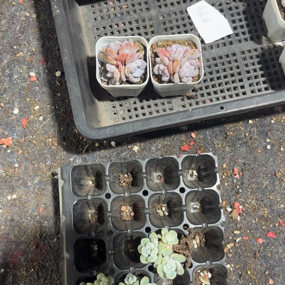 乖乖一物一拍专拍