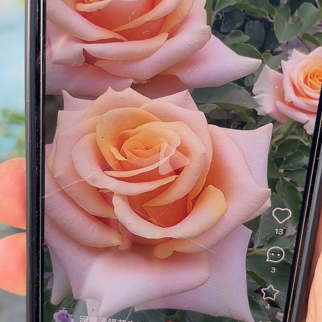 无花朵——-金属狂人 福利款 五加仑