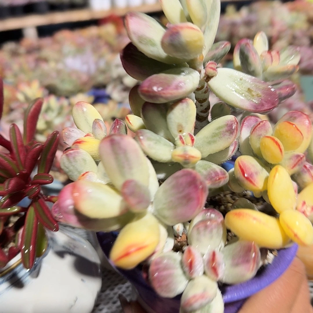 大号福娘锦不带盆